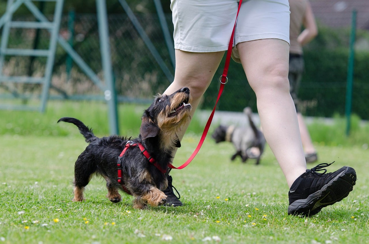 מתכננים לאמץ כלב? הנה 6 פריטי חובה לחבר החדש